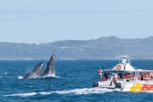 Miches: Half Day Whale Watching Catamaran Tour with Snacks