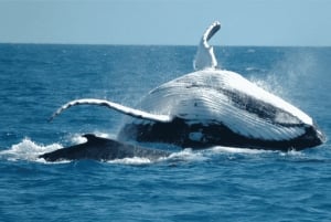 Miches: Half Day Whale Watching Catamaran Tour with Snacks