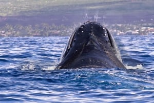 Miches: Half Day Whale Watching Catamaran Tour with Snacks