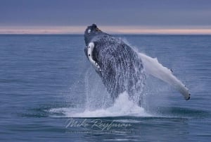 Miches: Half Day Whale Watching Catamaran Tour with Snacks
