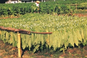 Miches: Montaña Redonda, Limón Lagoon and Casa del Coco Tour