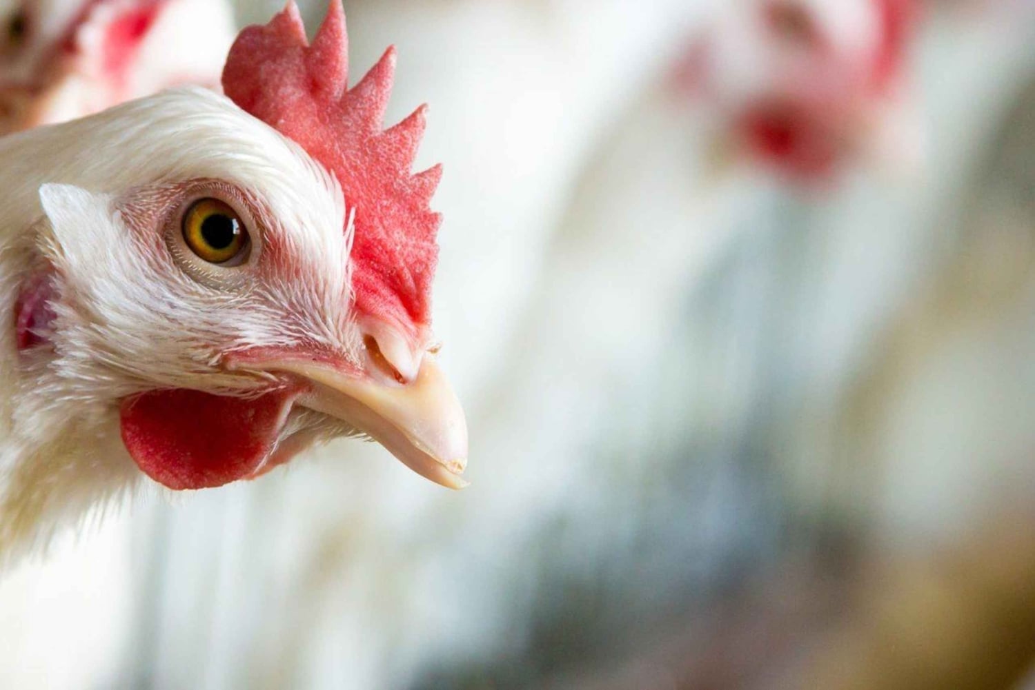 Moca: Farm Tour with Animal Feeding and Egg Collecting