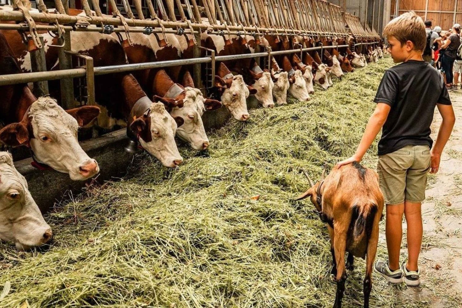 Moca: Farm Tour with Animal Feeding and Egg Collecting