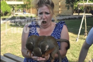 Monkey House VIP – ekskluzywne przeżycia w Punta Cana