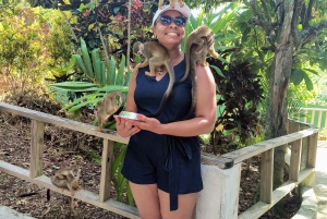 Experiencia en Monkeyland + Comida y transporte