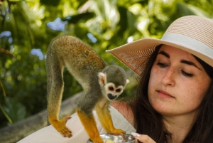 Experiencia en Monkeyland + Comida y transporte