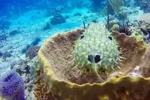 Playa Blanca: Dykkertur med utstyr