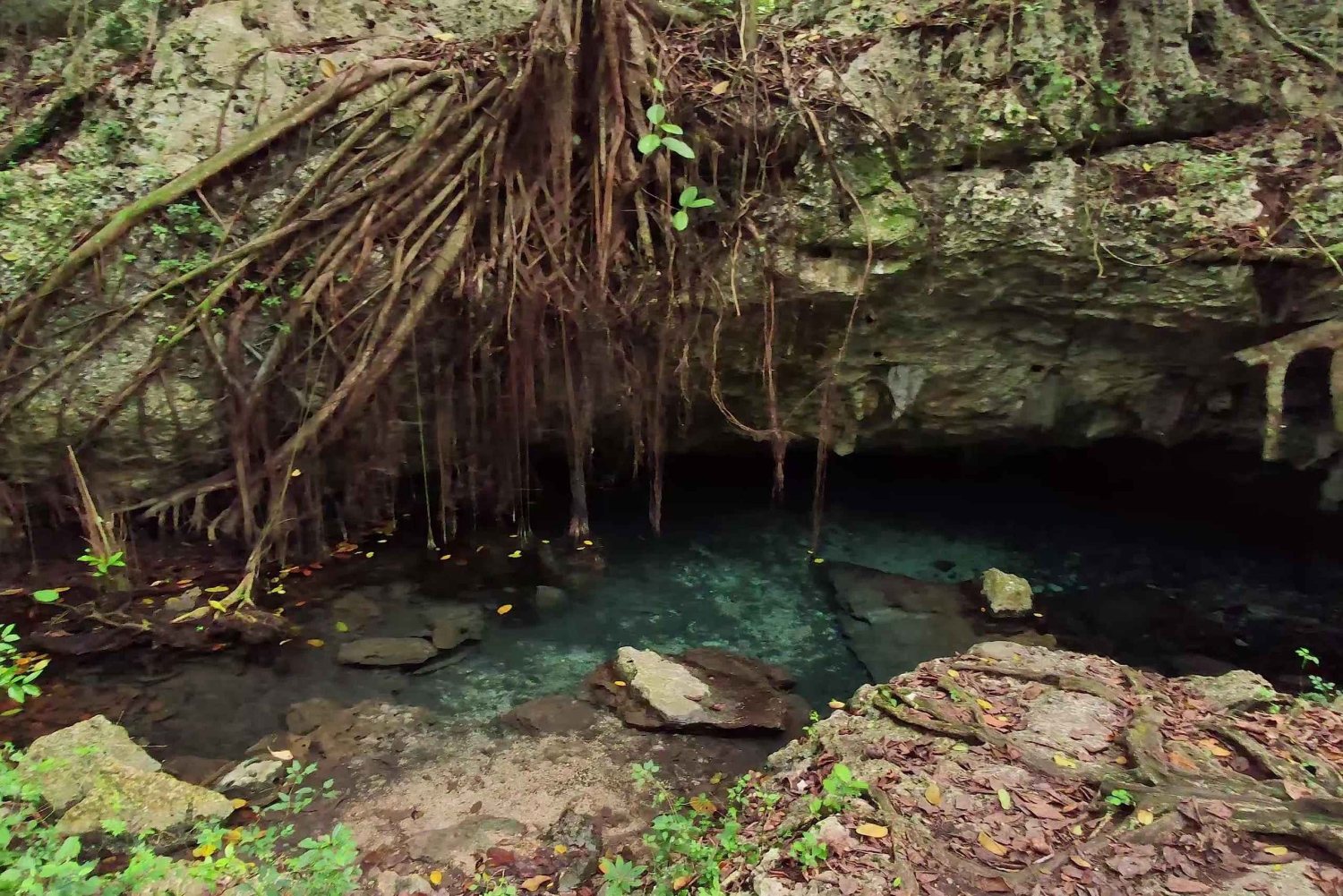 Private: Bayahibe: Jungle Walk and Cenote Snorkeling Tour