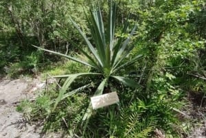 Частный тур в Баяибе: сноркелинг, обед и сенот