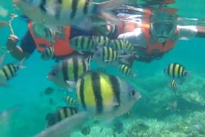 Private: Beginner Scuba Dive in Bávaro: 30-Minute Reef Dive