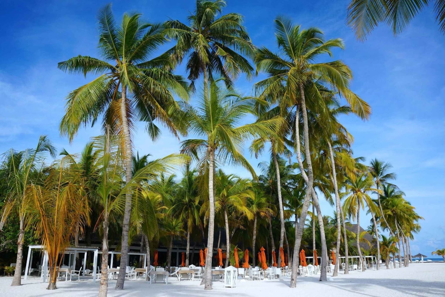 Private: Boca Chica to Saona Island Full-Day Cruise