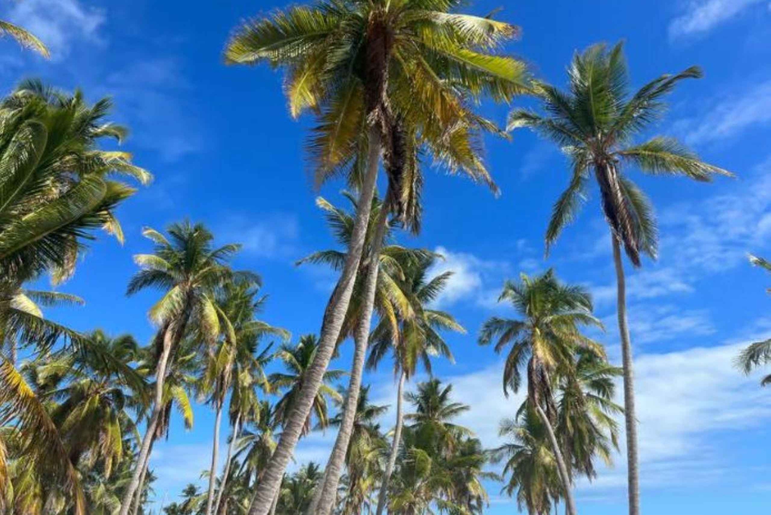Private Buggy Safari Sugar Plantation & Chavón River Journey