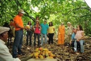 Tour privato: visita una piantagione di cacao con pranzo e degustazione