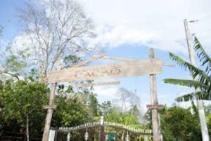 Private: Cacao Plantation Tour with Lunch & Tasting