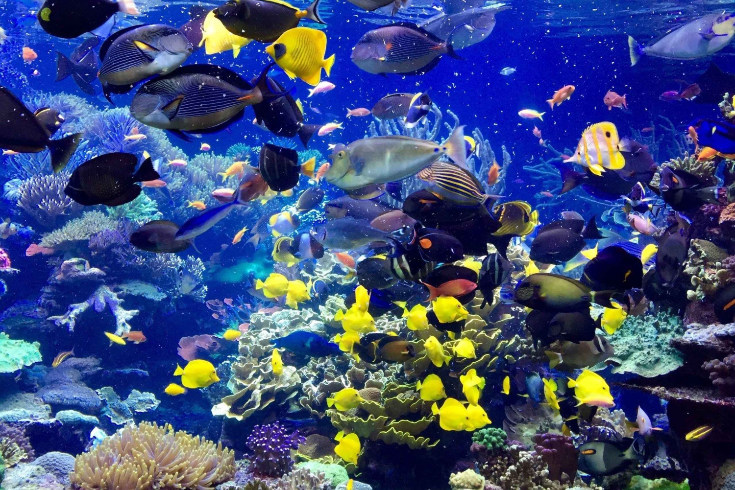 Private: Catalina Island Day Tour from La Romana