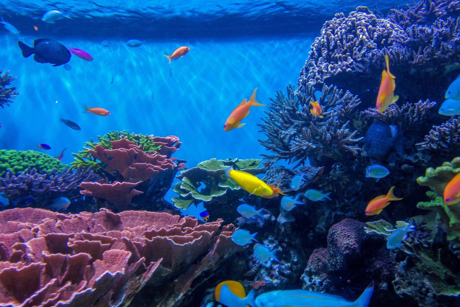 Private: Catalina Island Day Tour from La Romana