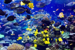 Private: Catalina Island Day Tour from La Romana