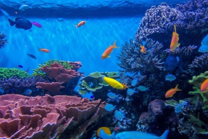 Private: Catalina Island Day Tour from La Romana