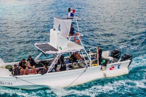 Private: Catalina Island Diving Tour with Lunch