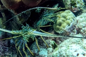 Private: Catalina Island Diving Tour with Lunch