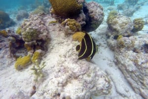プンタカナからカタリナ島へのプライベート・シュノーケリング＆ビーチ体験