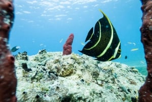 プンタカナからカタリナ島へのプライベート・シュノーケリング＆ビーチ体験