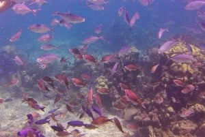 Private: Catalina Island Snorkeling & BBQ Boat Tour