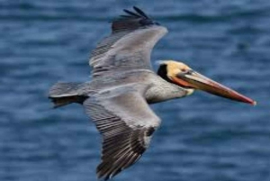 Private: Catalina Island Snorkeling & BBQ Boat Tour