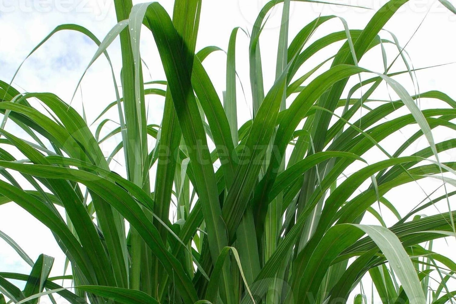 Private: Cultural Higuey & Yuma River Expedition