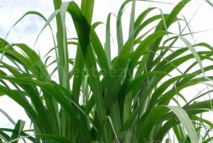 Private: Cultural Higuey & Yuma River Expedition