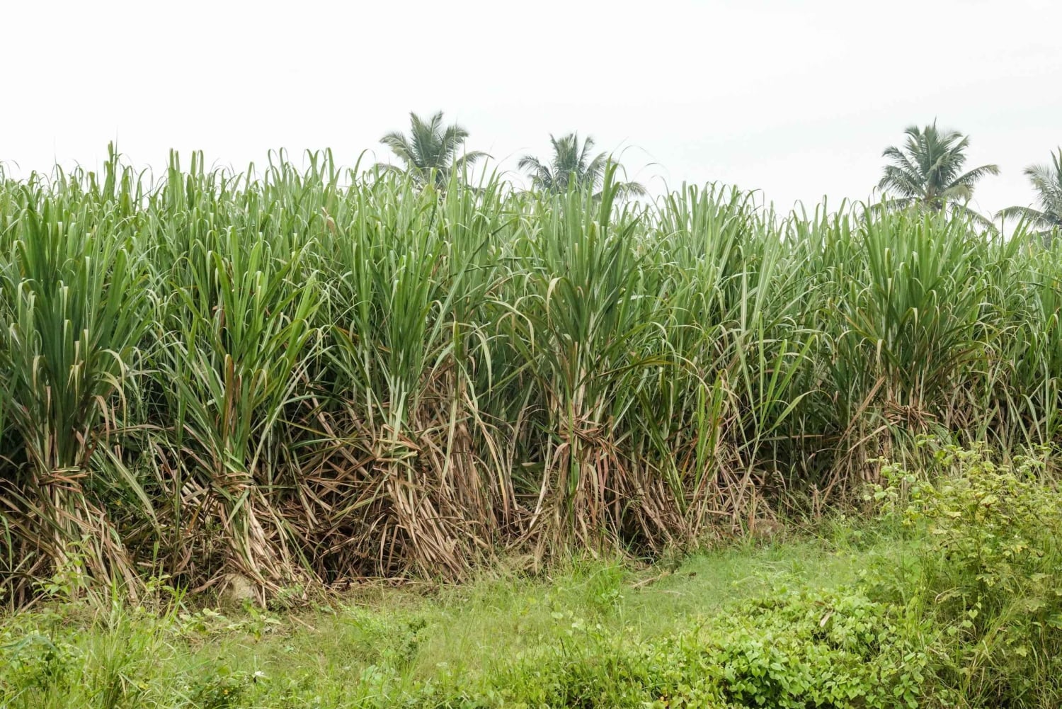 Private: Dominican Countryside Buggy Adventure