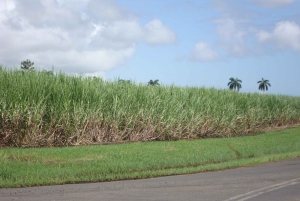 Private: Dominican Countryside Buggy Adventure