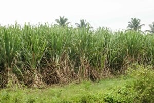 Private: Dominican Countryside Buggy Adventure