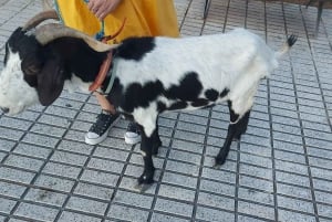 Private: Dominican Countryside Safari & Cultural Immersion