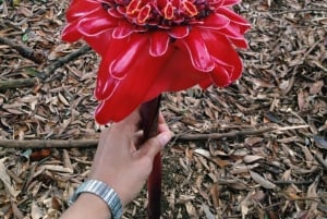 Privado: excursión de 1 día a las tierras altas y cultura taína