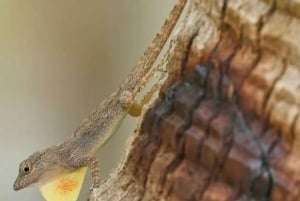 Privat: Emerald Coast Mountain Escape fra Punta Cana