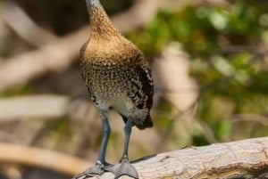 Privat: Emerald Coast Mountain Escape fra Punta Cana