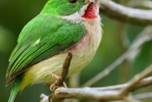 Privat: Emerald Coast Mountain Escape fra Punta Cana