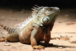 Private Excursion to Cuevas las Maravillas & Altos de Chavón