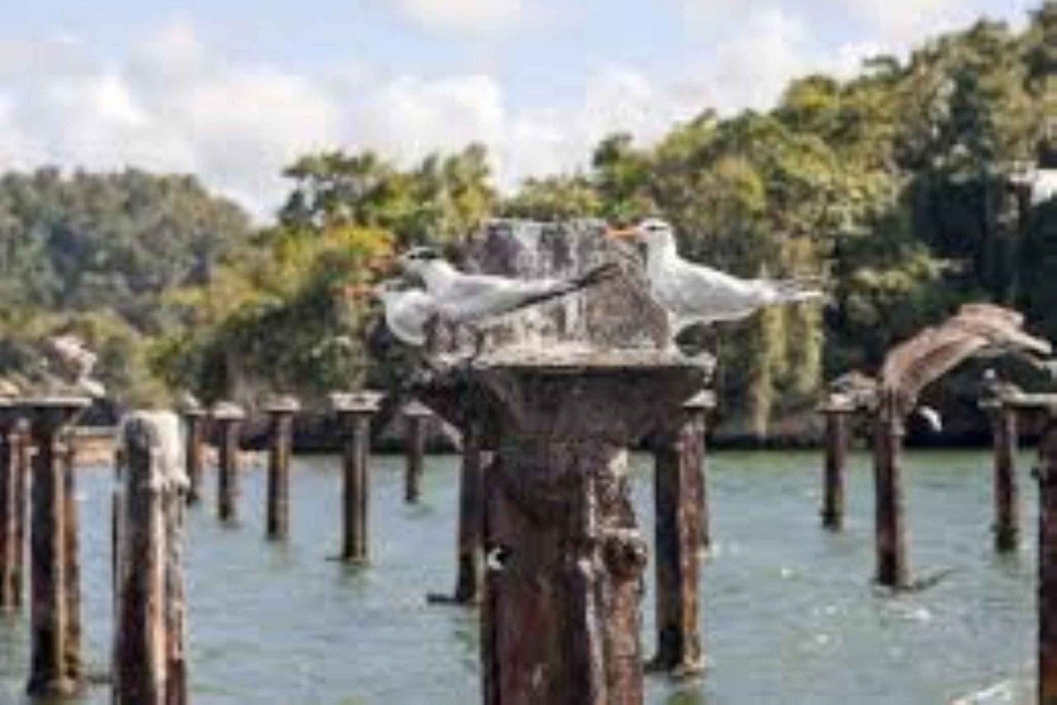 Private: Explore Los Haitises National Park Day Trip