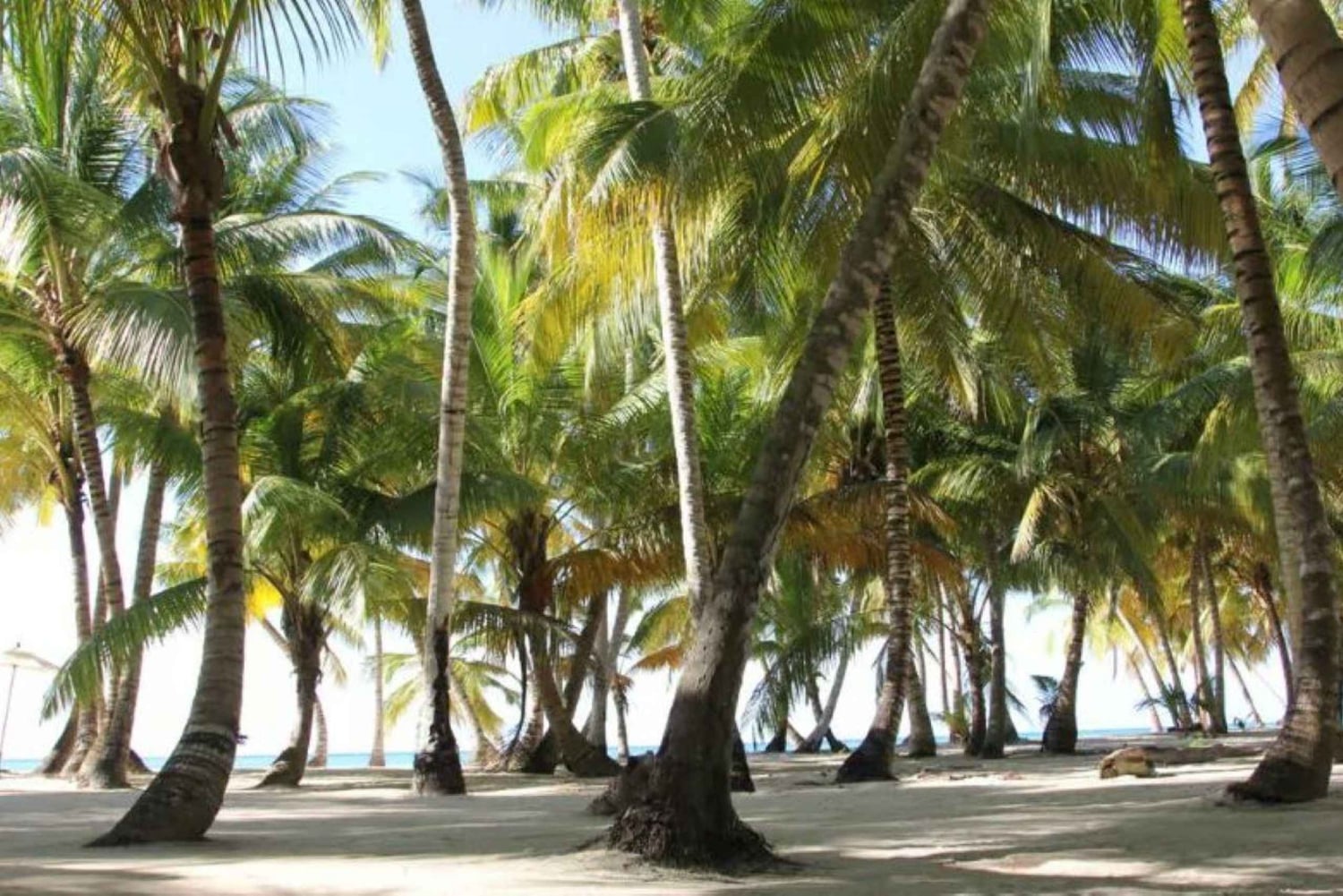 Privado: excursão de dia inteiro saindo de Chavón e Ilha Saona