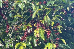 Privat halvdagstur i Punta Cana-Higüey med lokal guide