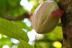 Privat halvdagstur i Punta Cana-Higüey med lokal guide