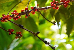 Privat halvdagstur i Punta Cana-Higüey med lokal guide