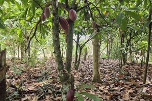 Private Half Day Tour in Punta Cana-Higüey with Local Guide