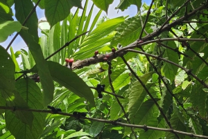 Private Half Day Tour in Punta Cana-Higüey with Local Guide