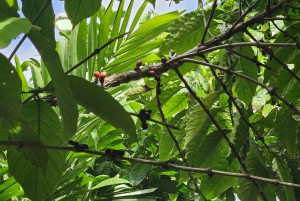 Tour privado de medio día en Punta Cana con guía local