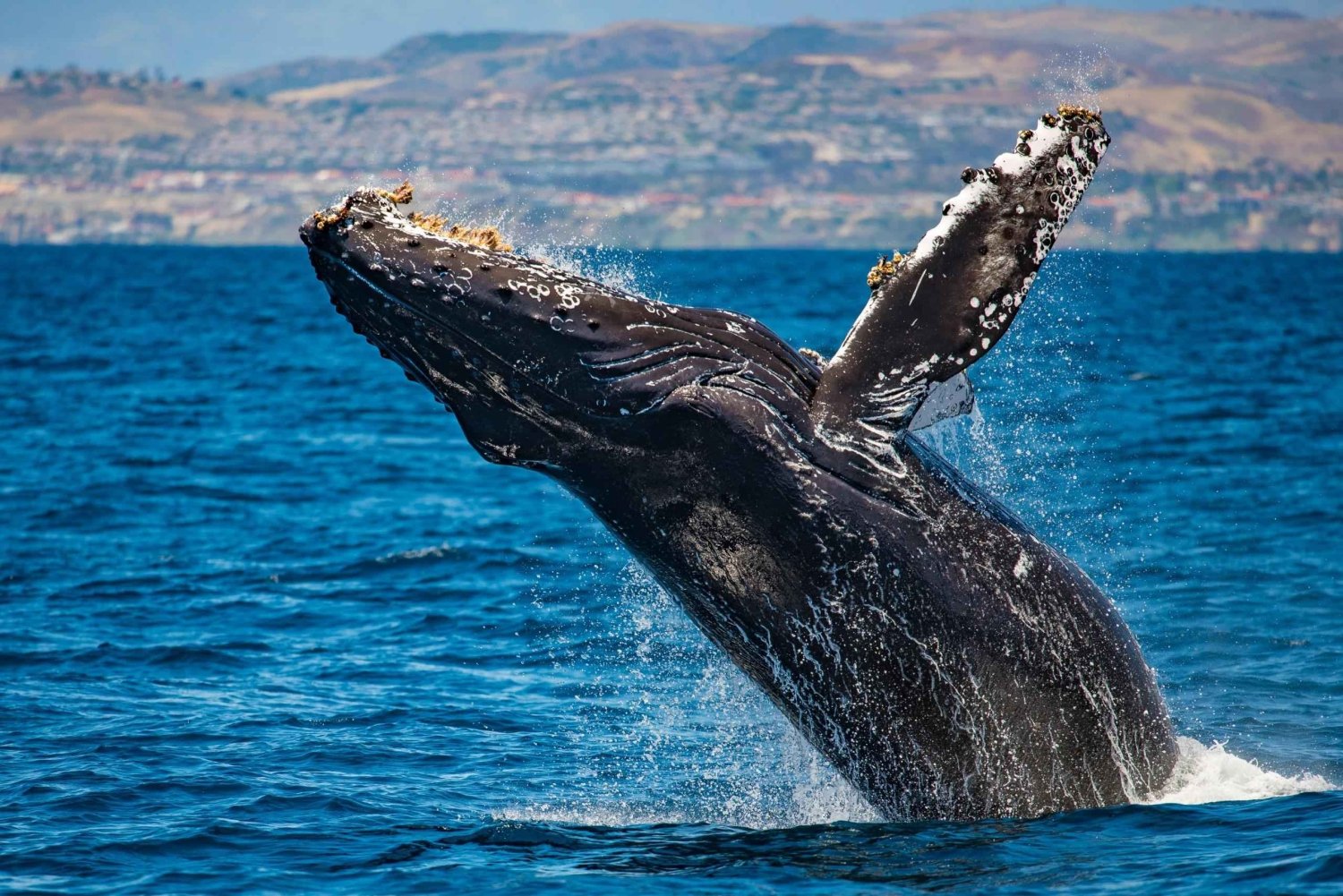 Incontro privato con le megattere nella baia di Samaná
