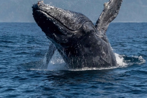 Prywatne spotkanie z humbakami w zatoce Samaná