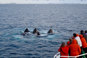 Prywatne spotkanie z humbakami w zatoce Samaná